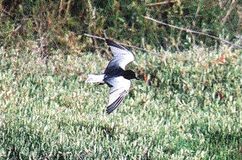 Birdlife in Lesvos - The Bird watchers paradise