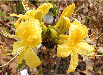 Flowers of Lesvos island, Geece